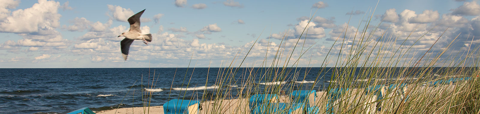 Möwe über dem Ostseestrand mit Dünengras und Strandkörben auf Usedom